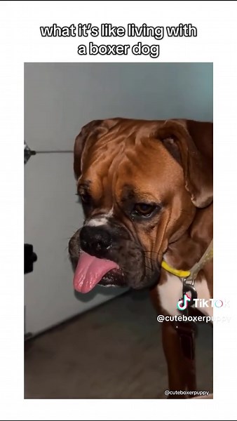 Living with a Boxer Dog: Fun and Joyful Moments