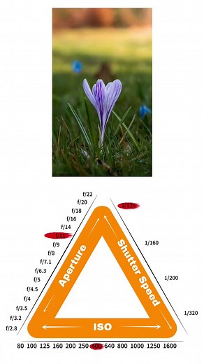 f/2.8 vs. f/22 📸 Which aperture is best for photography ❓ Let this flower 🌸 tell you❗️👇👇👇 @macro.viewpoint #kfconcept #aperture #photographytips #photographers #flowerphotography