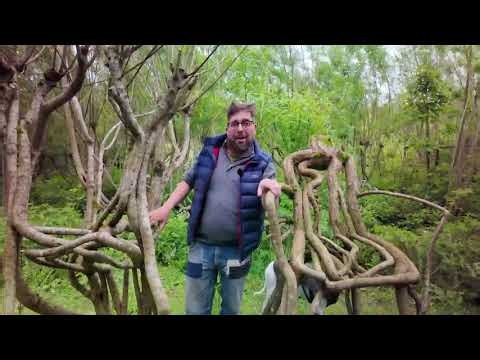 Furniture Orchard Grows Chairs on the Trees in UK First