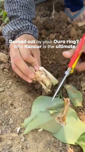 Digital Burnout vs. Kencur: The Science of the Vagus Nerve 🧠 #herbalism #farming #gardening #shorts