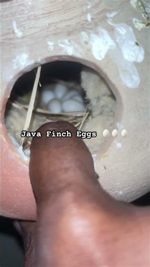Java Sparrow Ande Egg 🥚 || Behind the scenes 🐣 #javasparrow #birds #shorts