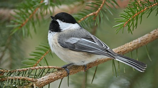 10 Charming Facts About Chickadees