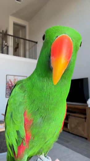 Gideon is the original green bird in the green bird brigade and the reason we are called that. He is incredibly intelligent and adorable but don’t let that fool you. Like most parrots, eclectus parrots are a lot of work. They are messy, loud, and often struggle with hormone issues. They also tend to be more hands off and independent than some other parrot species. And, while Gideon has a pretty large vocabulary, there are no guarantees that a bird will talk, even if they can. #gideon #eclectus |