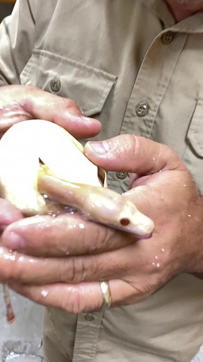 Helping Baby Snakes Hatch: A Fascinating Experience