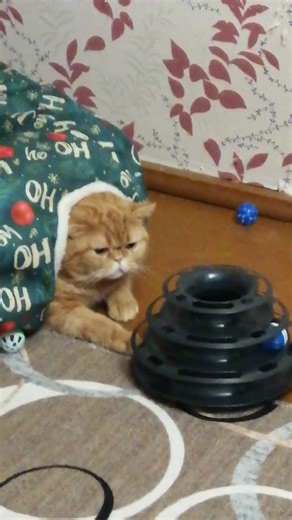 он играет #shorts #meow #popular