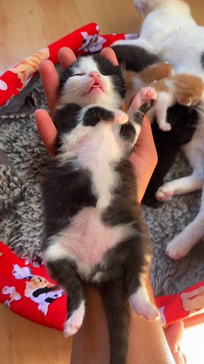Adorable Black and White Kitten in Gentle Hands