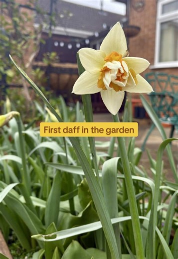 British weather ✨ #UK #wind #weather #daffodil #garden