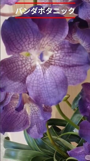 Vanda Botanic #This is an artificial flower #EMILIO ROBBA #Flower language #Plants #Garden #Natur...