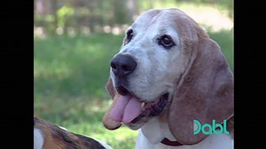2.3K views · 57 reactions | Who loves Basset Hounds? We visit a special animal sanctuary that specializes in Bassett Hound rescues. Discover more animal stories like this on Pet Project, FREE on Dabl Network TV! Visit https://bit.ly/2sGTUwA for where to watch! #Dabl #DablNetwork. | Iconic TV Moments | Facebook