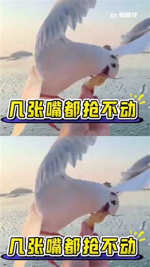 Every Seagull Swears at You: The Surprising Story of a Deep-Fried Dough Stick Prank