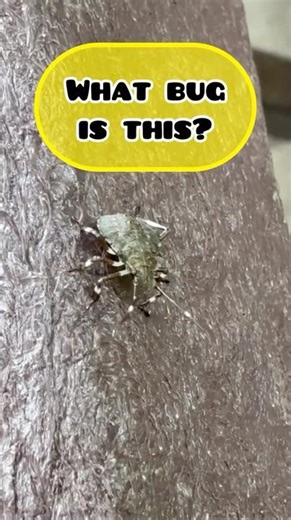 What bus is this? 🤔🪲 #bug #bugs #nature