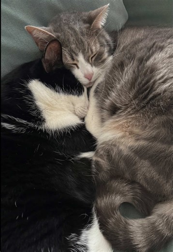 Ces 5 habitudes ménagères ont changé mon quotidien. Moins de charge mentale, moins de bazar, plus de sérénité dans mon cocon. Rien de parfait, juste des petites routines qui font une énorme différence 🧼✨