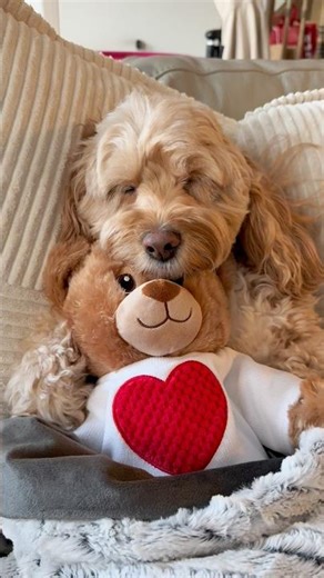 The Best Gift for Your Dog 😳