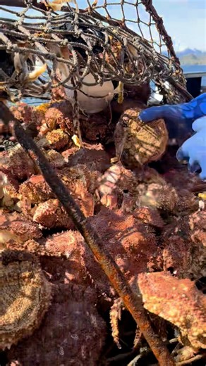 Out Looking at the Crab Pots and What Do We Find? A Large Octopus! This is what you are going to be close to and interact with. Book a Tour! | Bering Sea Crab Fishermen's Tour