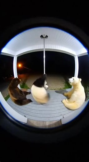 Funny Bear Moments That Will Make You Laugh