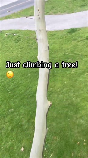 Just climbing a tree!🙂 #treeclimbing #funny