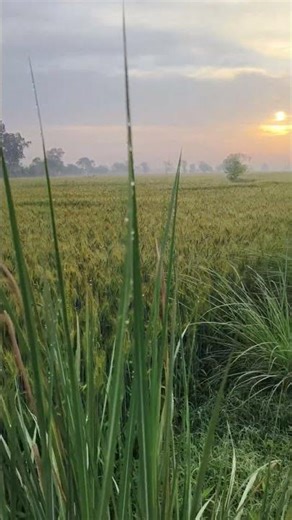 Nature wibe 🍄‍🟫 #viral