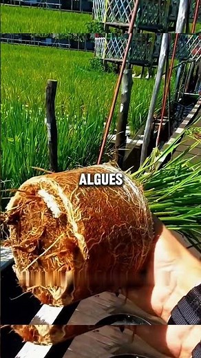 They grow rice on water… and double their profits!