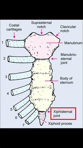 Xiphisternal Joint Anatomy & Clinical Significance 🦴#anatomy #chest #bones #atc #meded #physio