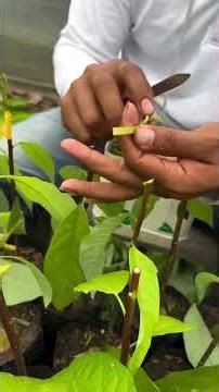 Cómo hacer un injerto fácil y rápido y 100% efectivo