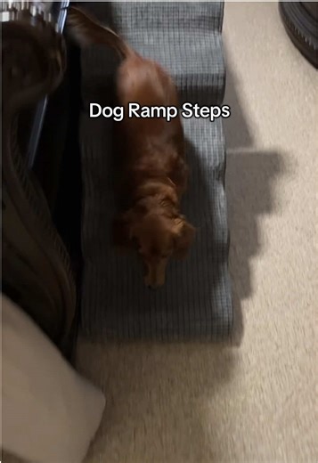 Teaching Dachshund to Use Small Dog Ramp for Safety