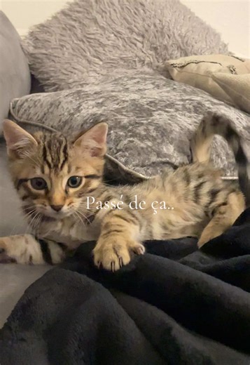 Le cœur tendre d'un chat mignon