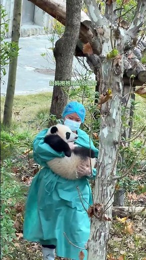 奶妈眼明手快接住了手滑掉下的小斌斌！#大熊猫 #cute #panda #shorts