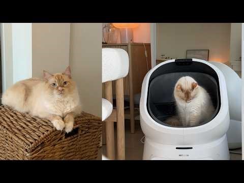 I Tried a $600 AI Self-Cleaning Litter Box… Worth It? 🐱