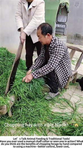 Chopping Hay for Livestock – A Traditional Way to Feed Cows and Sheep! 🌾🐮