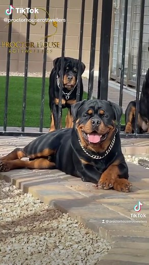 Best Rottweiler Puppies for Sale at Proctor House Rottweilers