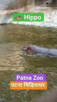 Patna Zoo, Hippo पटना चिड़ियाघर। दरियाई घोड़ा #nature #jungkook #patna #india