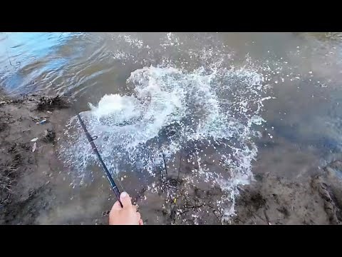 I caught the BIGGEST Murray cod that I've caught for over 6 years.