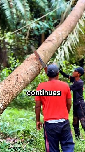 the correct way to cut a leaning tree #feedshorts #wood #tree #education