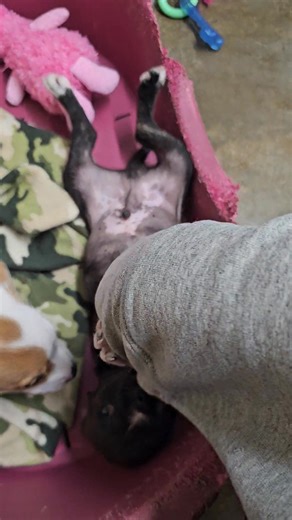 4.2K views · 104 reactions | Brennan (wht) and Dale are a hilarious duo. Brennan can be a little shy while Dale is a camera hog and does his best to be the star of the show. They are both very playful and ready to explore the world. They are 8 weeks old and weigh 5 pounds. They have had their first set of puppy shots and will be microchipped at the time of adoption. Fill out an adoption application here: https://form.jotform.com/241404330651040 | Humane Society of Searcy | Facebook