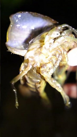 Timelapse of Crayfish Molting From Its Shell ,And a Lot of Crayfish #crayfish #farming #agriculture