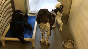 10K views · 657 reactions | Grizz and Bryan are two of eight Labradoodles in desperate need of some TLC. Our groomers worked their magic and the transformation is AMAZING! The grooming team will be very busy with this bunch. We'll have more videos of the progress. For more about how the eight Labradoodles were rescued, click on the link: https://youtu.be/Rcpg7Rf_tSE | National Mill Dog Rescue | Facebook