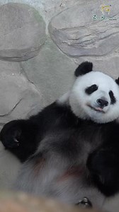32K views · 1.4K reactions | Wondering if there are pandas in Zoo Negara Malaysia? Watch this video!  For adoption : https://www.ticket2u.com.my/event/18171/zoo-negara-adoption-package-%5Badopt-our-animals%5D #giantpanda #panda #xingxing #liangliang #ZooNegaraMalaysia #ZooNegaraMalaysia2023 | Zoo Negara Malaysia | Facebook