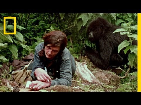 Dian Fossey : secret dans la brume