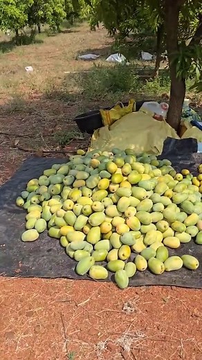 296K views · 8.5K reactions | Mango harvesting 省 #banana #fruitexport #fruitlover #fruitsalad #pomegranate #mango #freshfruit #fruits #grapes #apple | Anil Sathvara | Facebook
