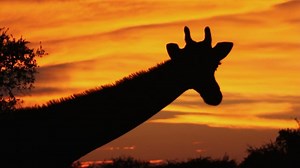 Giraffe, Savanah, Silhouette. Free Stock Video