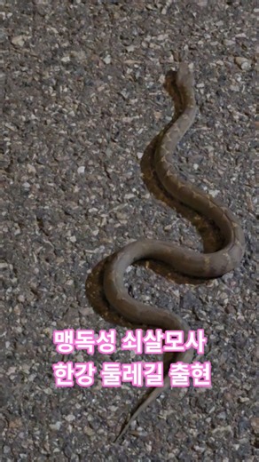 Highly venomous Mamushi snake crossing the road ~#HanRiverTrail#NearInformationLibrary