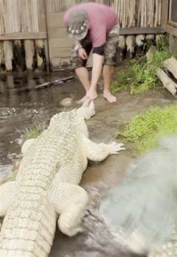 Understanding Alligator Hunting Techniques with ISO Sensory Organs