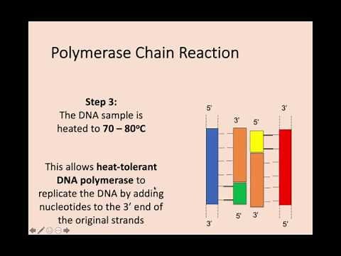 Higher Biology - 1.2 Replication of DNA