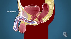 Human Physiology - Functional Anatomy of the Male Reproductive System on Make a GIF