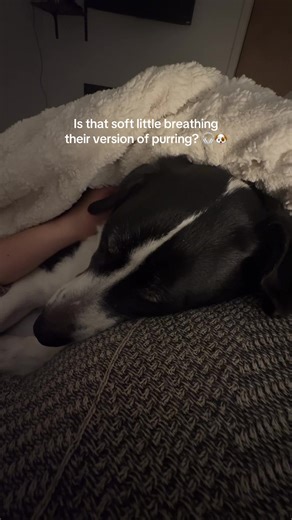 he makes these little noises when we’re lying in bed and he’s not even sleeping, it’s so cute, I swear it feels like he’s purring 🥹Does anyone else’s dog make these sounds? #happydog #purring #dogtok