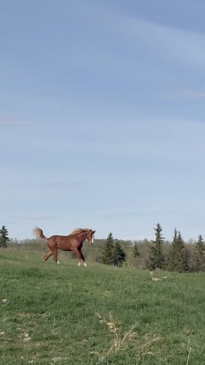May time at Braeside Ranch. 🐴HIGH BROW FLICKA CAT & 🐴JUST LITELY FROSTED | Jamie Boyack