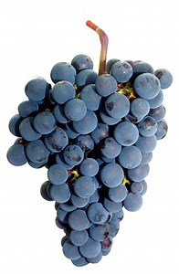 ▷ Merlot: Uvas de vino: Características, Cultivo, Enología, Cata.