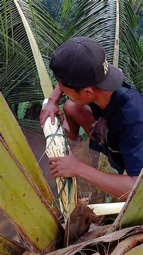 The Secret to Bending Coconut Flowers for Strong Sap Flow 🌴💧