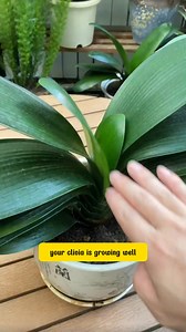 Simple tricks for flowers to make leaves lush and shiny #garden #flowers #reels | Lee Yumi