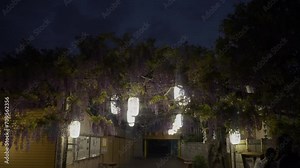Spring flowers blooming, Flowered Japanese purple wisteria tree, Wisteria flowers in full bloom swaying in the wind, Wisteria flowers swaying in the spring breeze, neighborhood streets Stock Video